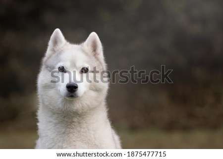 Grey and White siberian husky with brown eyes on dark bushes background