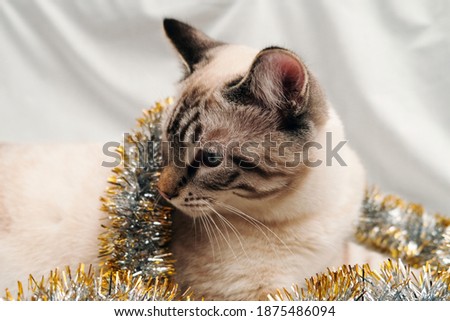 cute cat playing with festive christmas tinsel