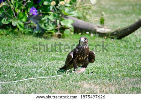 A picture of peregrine perching on the ground.      