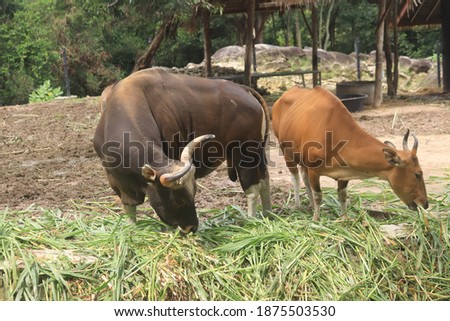 Big bison eating in the zoo, picture taken at Songkhla Province of southern Thailand.