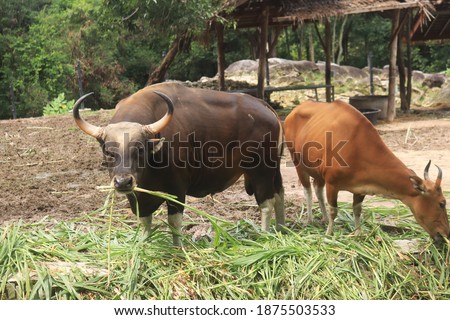 Big bison eating in the zoo, picture taken at Songkhla Province of southern Thailand.