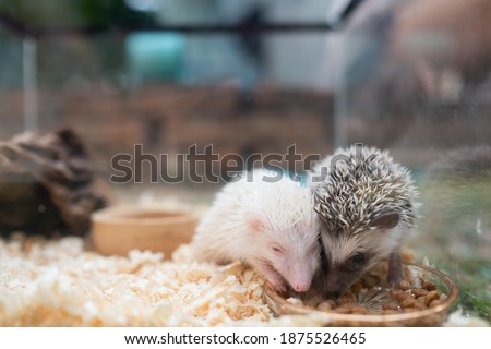 Dwarf hedgehog on ground with blur background

