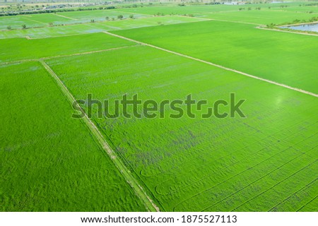 field background, top view landscape, nature
