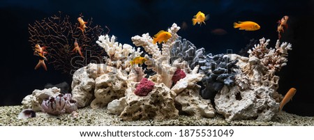 Freshwater aquarium designed in pseudo-sea style. Aqua scape and aqua design.	