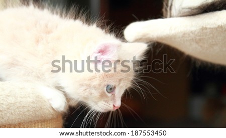 cream puppy of siberian cat at one month