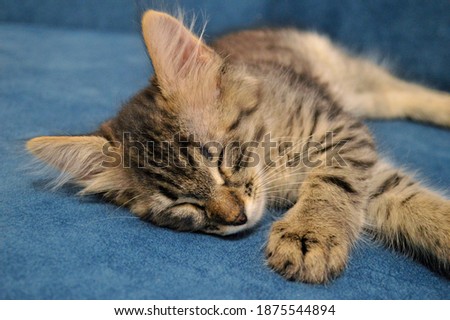 Cute kitten Maine Coon sleeping on a blue background