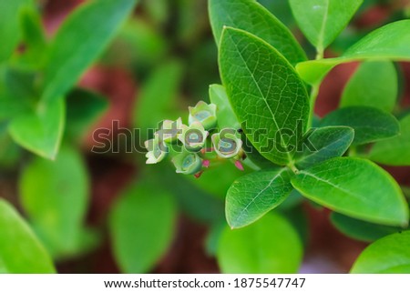 Green blueberries just after the petals have fallen off Royalty-Free Stock Photo #1875547747