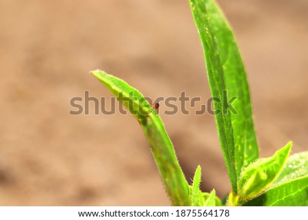 Photo of little ants sitting on green pulse