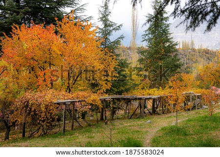 autumn landscape with yellow and orange trees,
photographs of skardu , Karakorum range  Gilgit Baltistan 