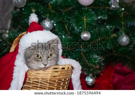 Funny playful gray cat with green eyes of the British breed in a Santa Claus costume and hat under the Christmas tree in a basket: a place for text, merry Christmas!
