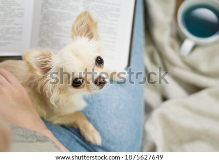 Chihuahua resting on her owner. Woman reading a book with her dog. 