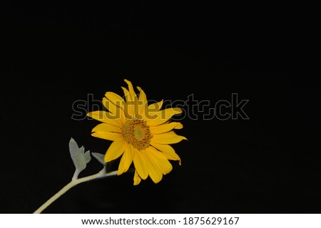 sunflower the Yellow ornamental flower of India 