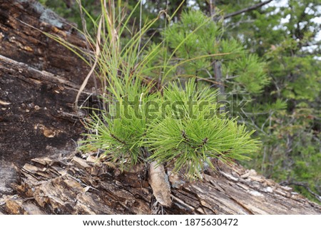 Conifers that live in rocky areas of Japan.