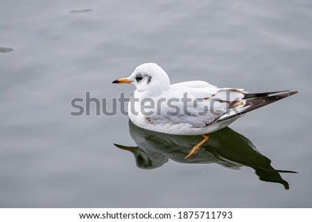 Ivory gull swims in water

