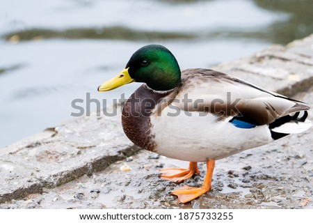 Close-up of a duck, duck near the pond
