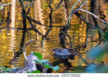 Duck swimming in golden water between trees