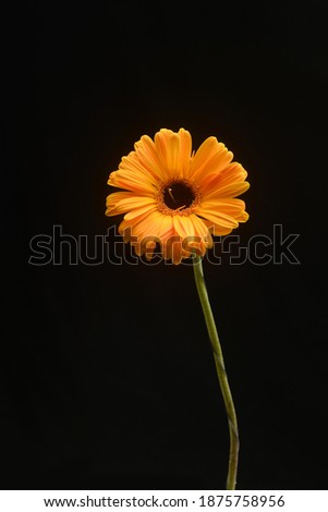 Yellow sunflower flower on the stem isolated on black background