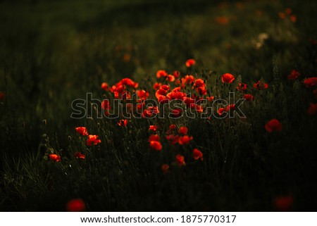Poppy fields at sunset in the village