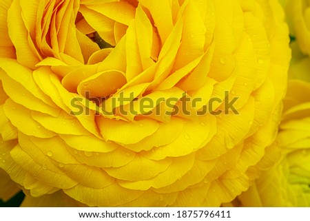 Ranunculus asiaticus or Persian buttercup gold color flower, close up macro. Easter yellow blossom background. 2021 year Trendy Illuminating yellow color