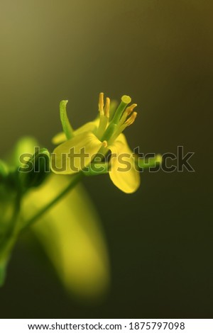 Close up photography. A beautiful yellow Choy Sum in the garden, Chinese Flowering Cabbage ( Brassica Chinensis Linn.) on blurred background, dark tones. 