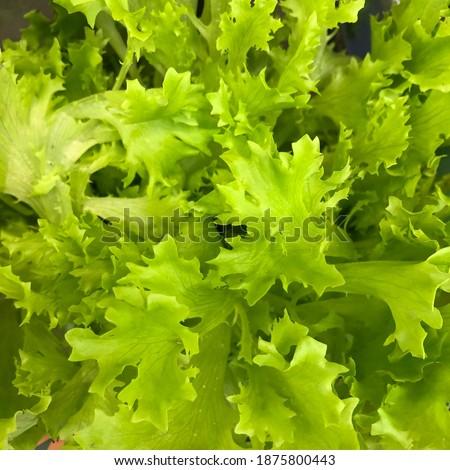 Macro photo salad. Stock photo food product green salad