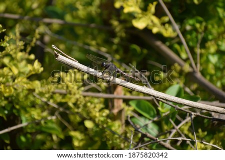 A beautiful black dragon fly on stem