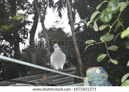 Silver racing pigeons, morning pictures.