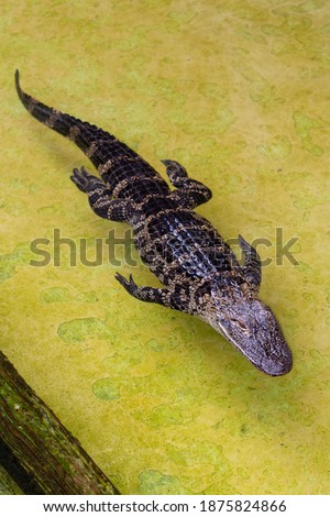 A small alligator swims at Gatorland. Vertical shot.