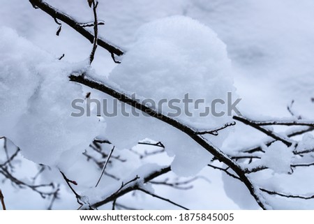 Small snowdrift on a tree branch close-up. Winter landscape.