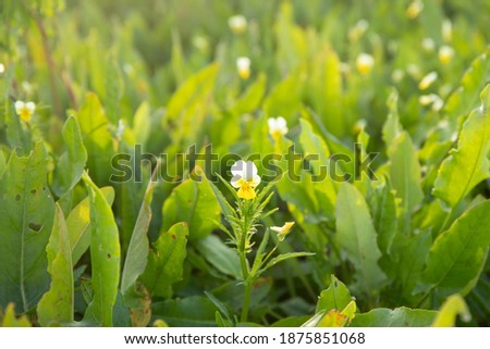 Field of flowers and grass on sunrise light in summer