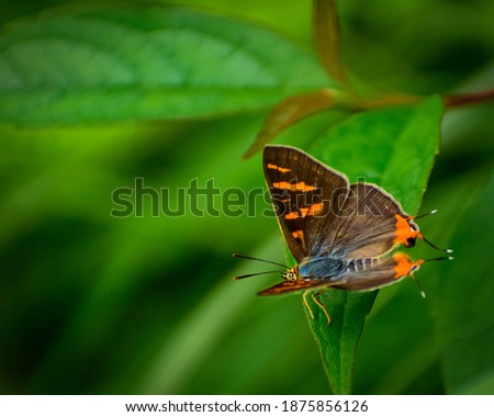 picture of beautiful common silverline butterfly ( cigaritis vulcanus )