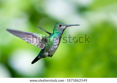 A female Blue-chinned Sapphire hummingbird hovering with a green blurred background. wildlife in nature. Tropical bird in garden
