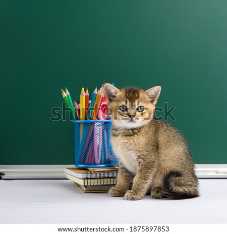 Cute kitten scottish golden chinchilla straight sitting on a background of green chalk board and stationery, back to school
