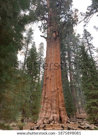 Sequoia National Park, California, USA.