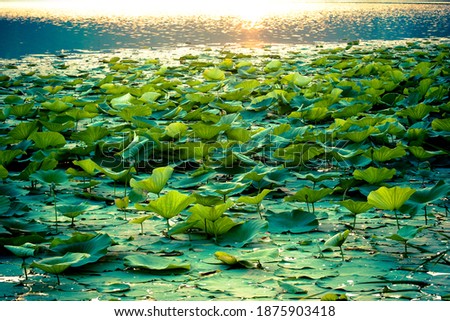Water lily leaves on the lake. Picture taken at sunset representing a bed of floating leaves of Nymphaeaceae.