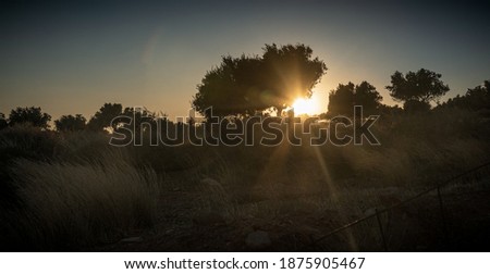 Bright sunrise behind trees against clear sky