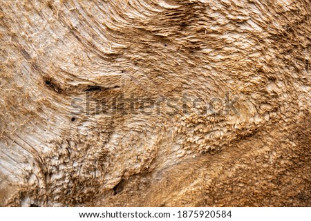 Wood And Tree Skin Texture, Good for Background and 3D software Texture.