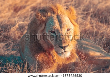 Wildlife animals african safari kenya