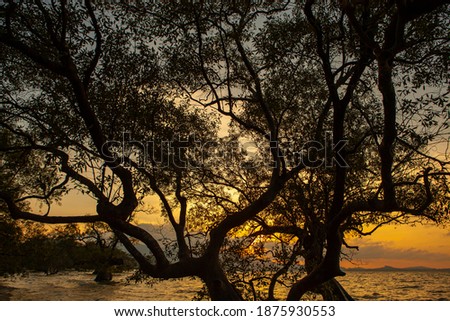 Golden sunset by the sea with silhouette tree.