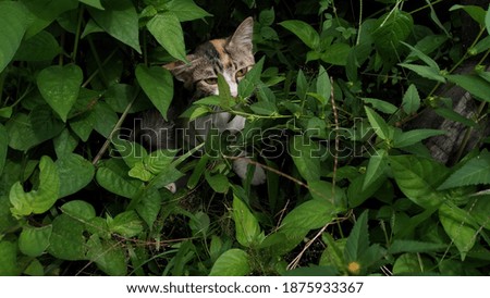 cat hiding behind the leaves of Asystasia gangetica