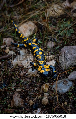 Turkish salamander is standing on rainy forest, yellow spots 