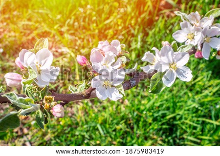Bright, juicy blossoming apple-tree flowers against the background of a bright green lawn. Bright sunlight floods the beautiful picture. Spring concept, flowering orchard