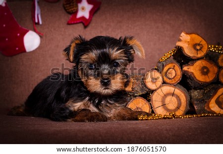 cute puppy yorkshire terrier looking