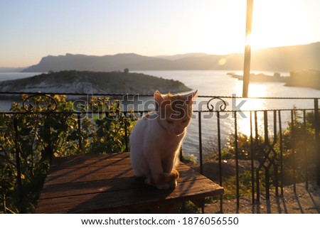 Cat Picture with Island Landmark