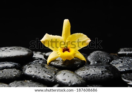 still life with yellow orchid on wet pebbles 
