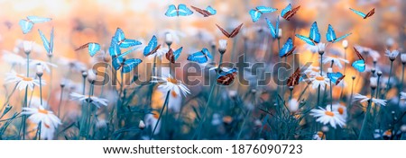 Spring natural landscape with wild flowers on meadow and fluttering butterflies on blue sky background. Dreamy soft air artistic image. Soft focus, author processing.