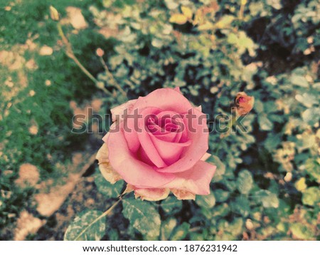 It is picture of flower