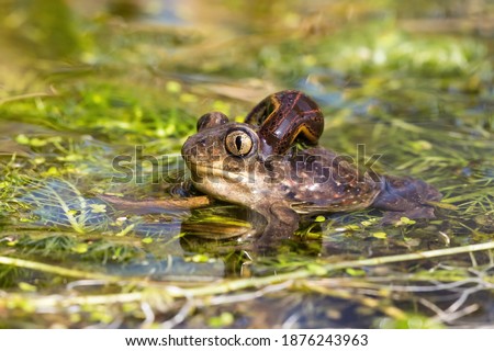 European Spadefoot Toad (Pelobates fuscus) with leech onto neck.  Royalty-Free Stock Photo #1876243963