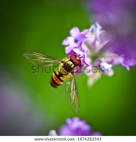 Hoverfly drinking nectar on a Purple Flower