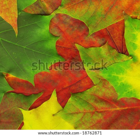 Background made of red maple leaves, high quality picture